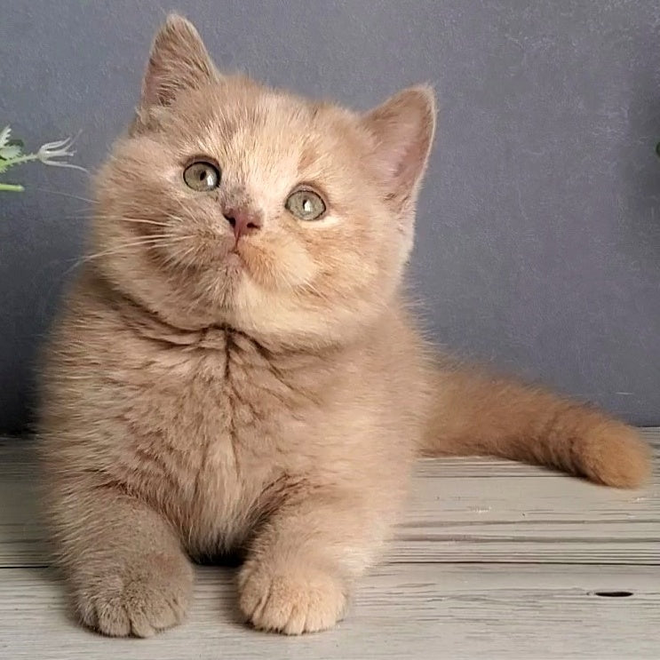 Daisy British Shorthair female, lilac tortie
