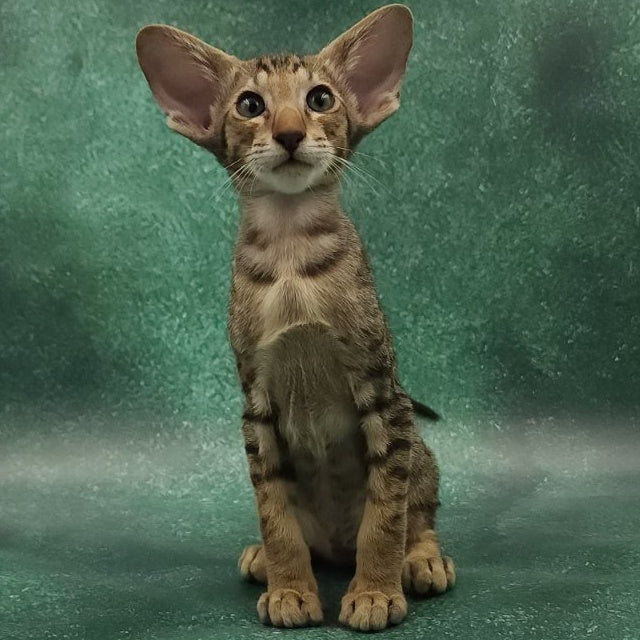 Azur Oriental Shorthair male, black spotted tabby