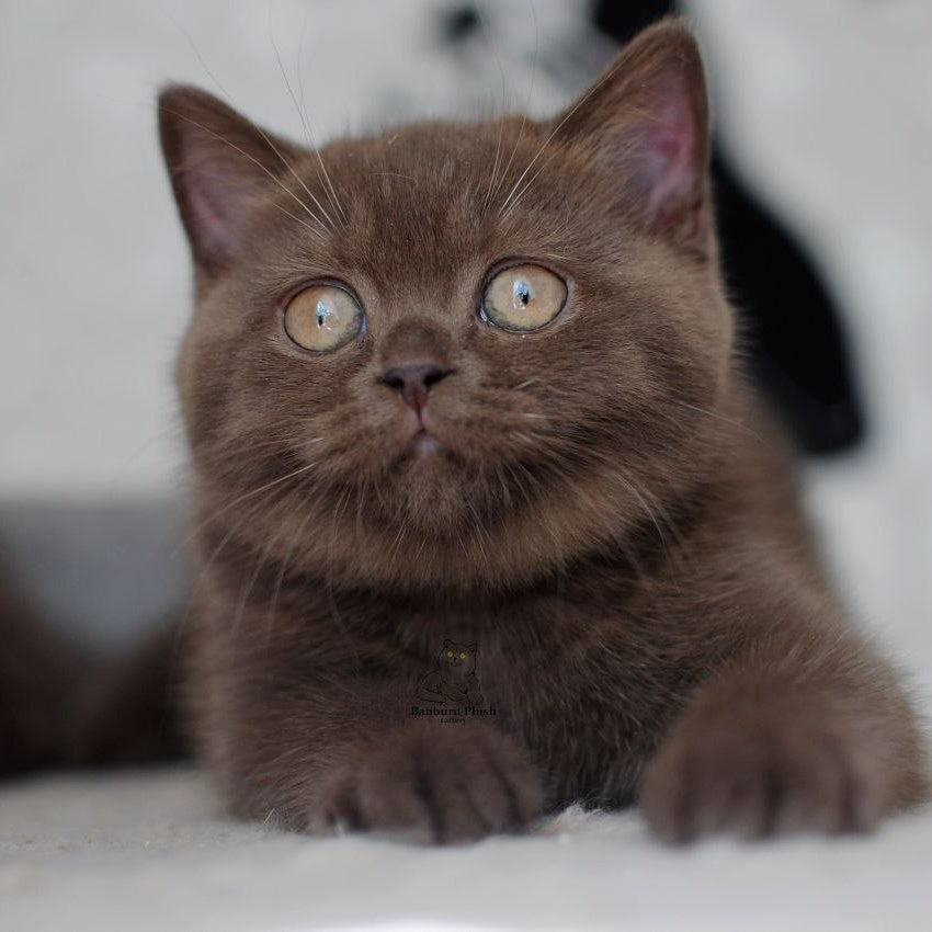 Rose British Shorthair female, chocolate