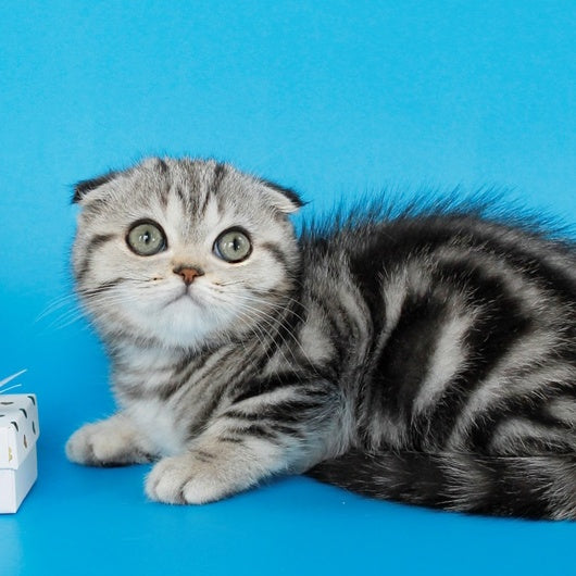 Zhizel Scottish Fold female, black silver tabby