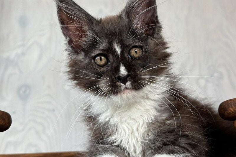 Q’Cooper Maine Coon male, black silver bicolour