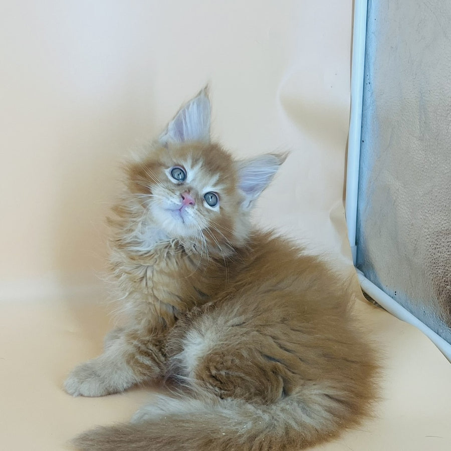 Brandon Maine Coon male, red tabby