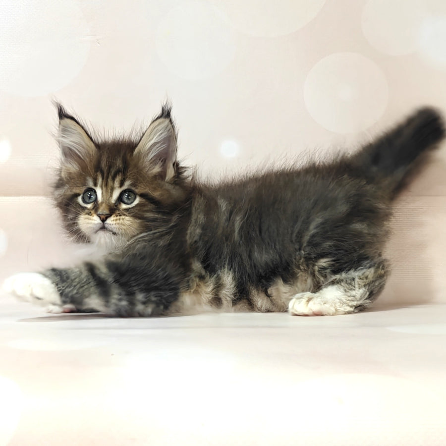 Business Maine Coon female, black tabby with white