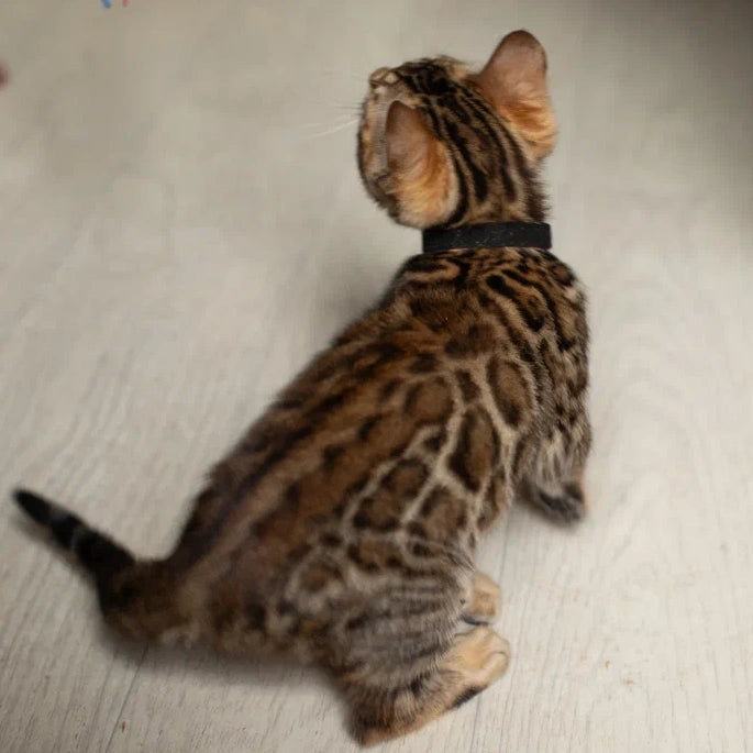 Willli Bengal male, black spotted tabby
