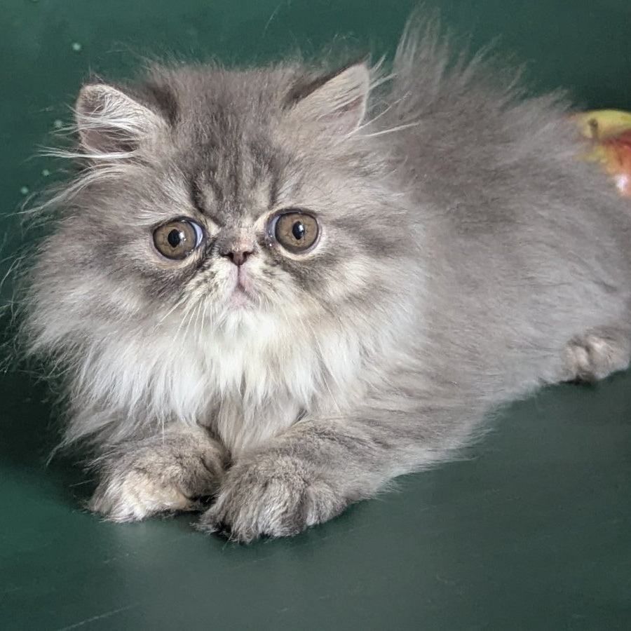 Donya Persian female, blue tortie