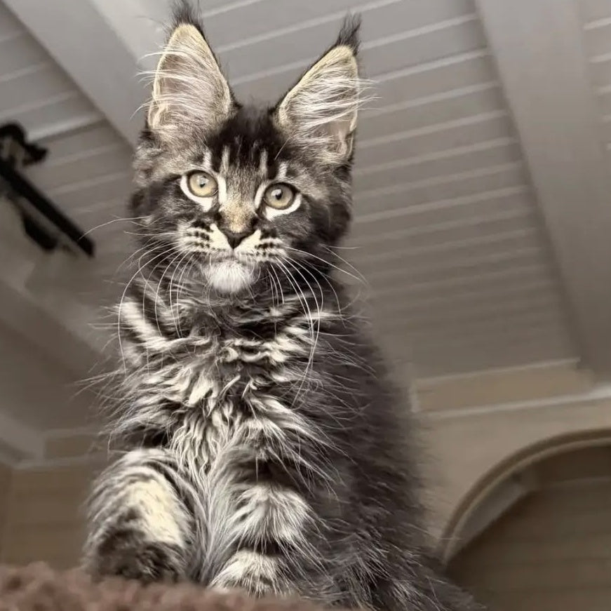Chilli Maine Coon female, black tabby