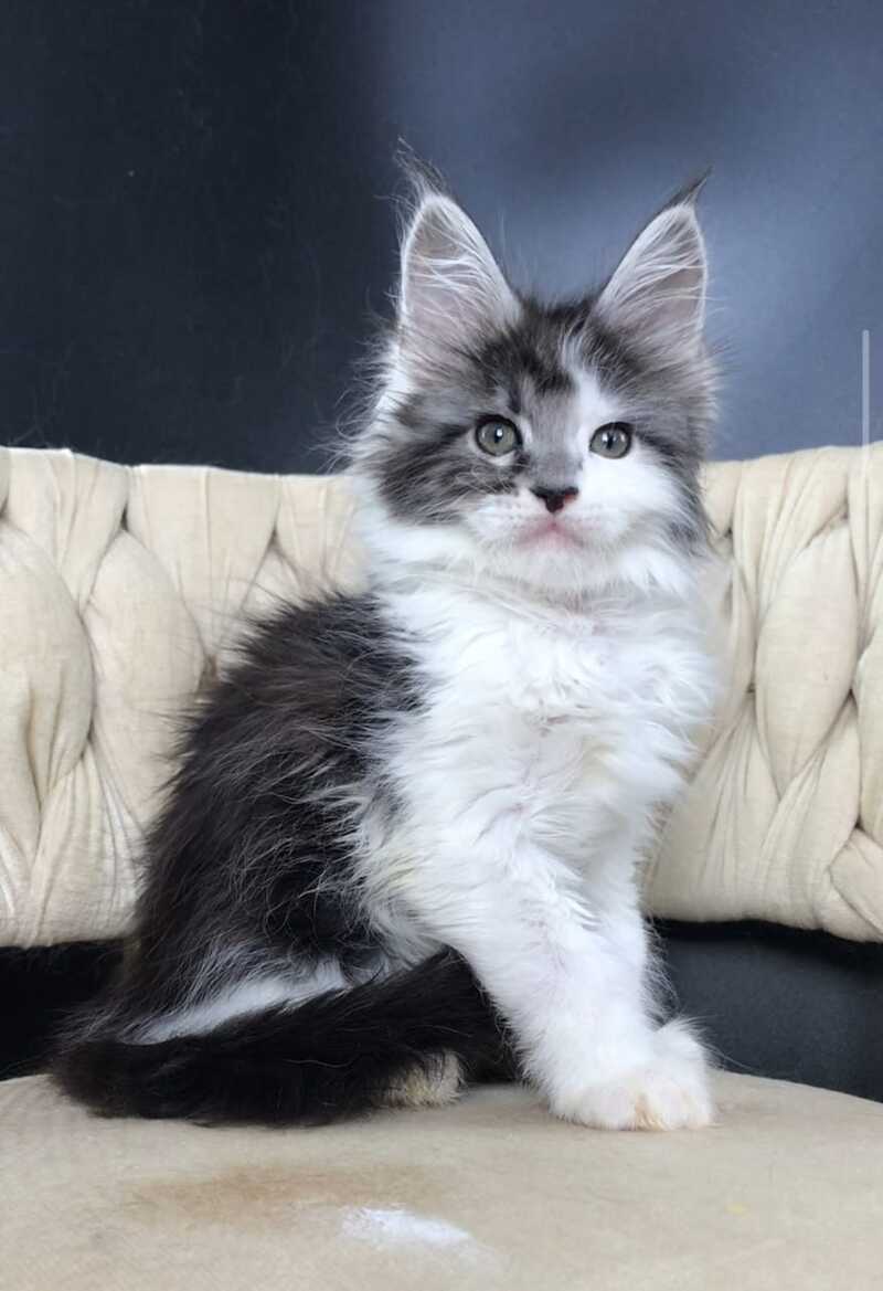 Winston Maine Coon male, black tabby bicolour