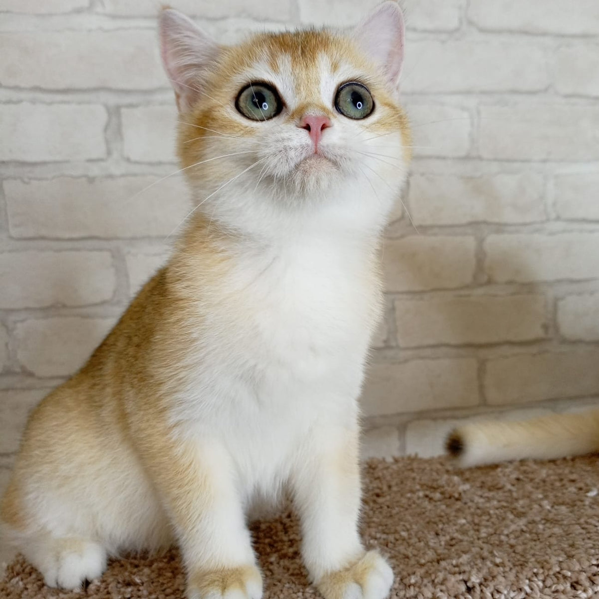 Feya British Shorthair female, black golden chinchilla