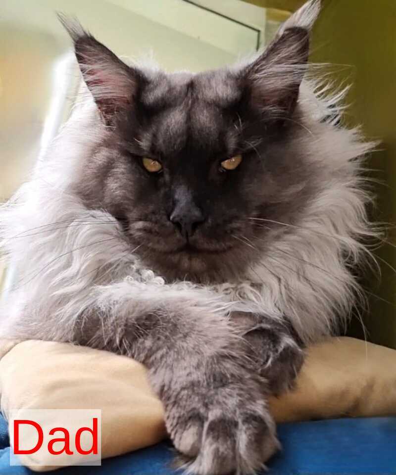 Koketka Maine Coon female black tortie live animals