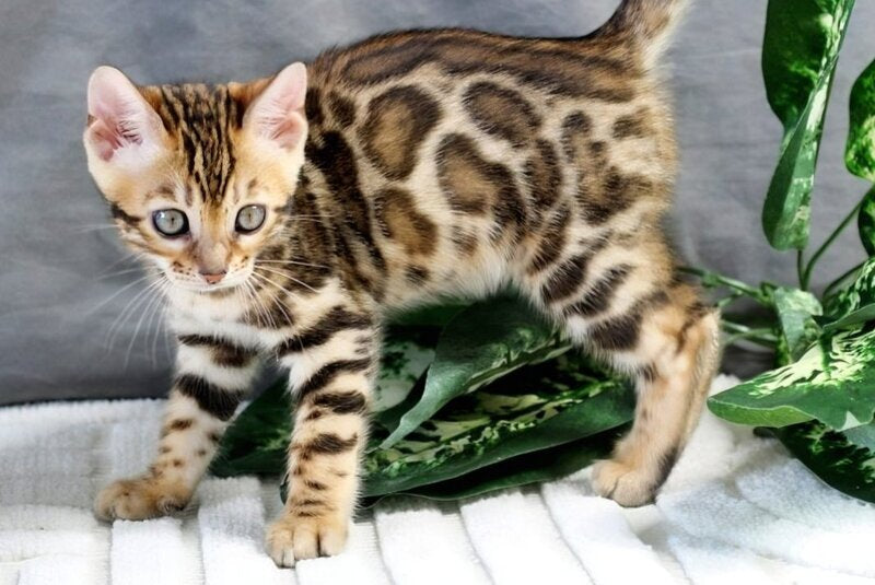 Questa Bengal female, black spotted tabby
