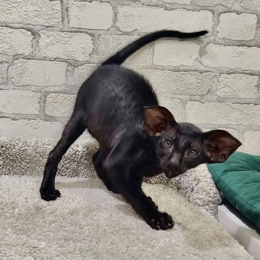 Baks Oriental Shorthair male, black
