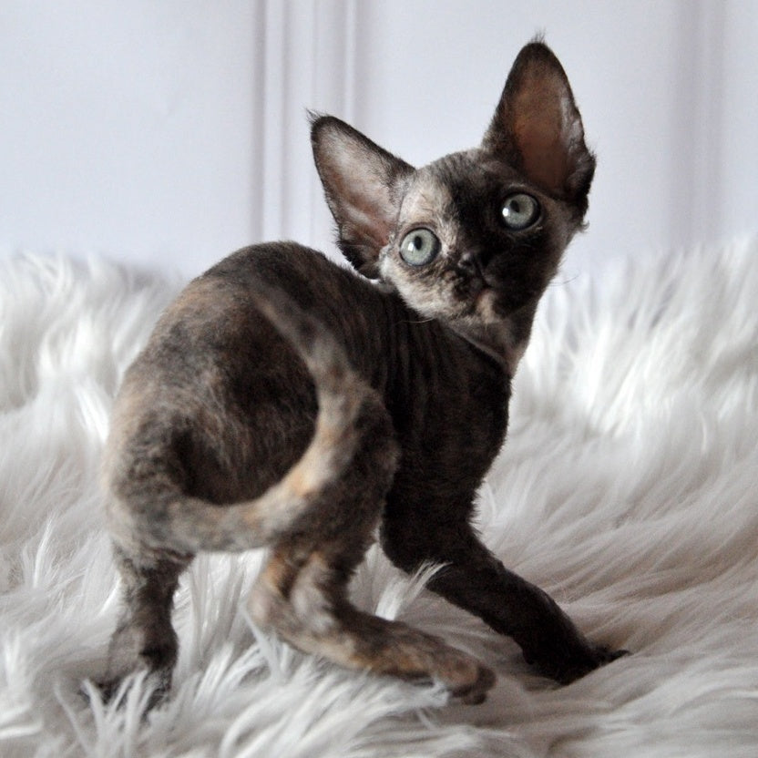 Nonna Devon Rex female, black tortie