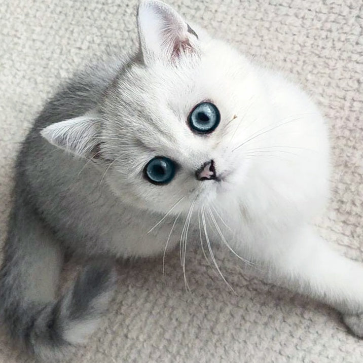 Kardinal British Shorthair male, black silver shaded