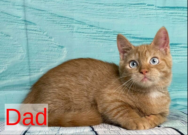 Narciss Munchkin male red bicolour tabby - live animals