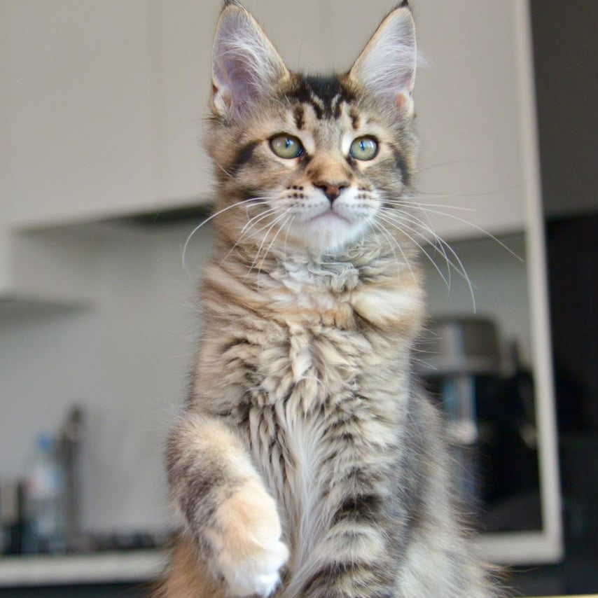 Yuna Maine Coon female, black tabby