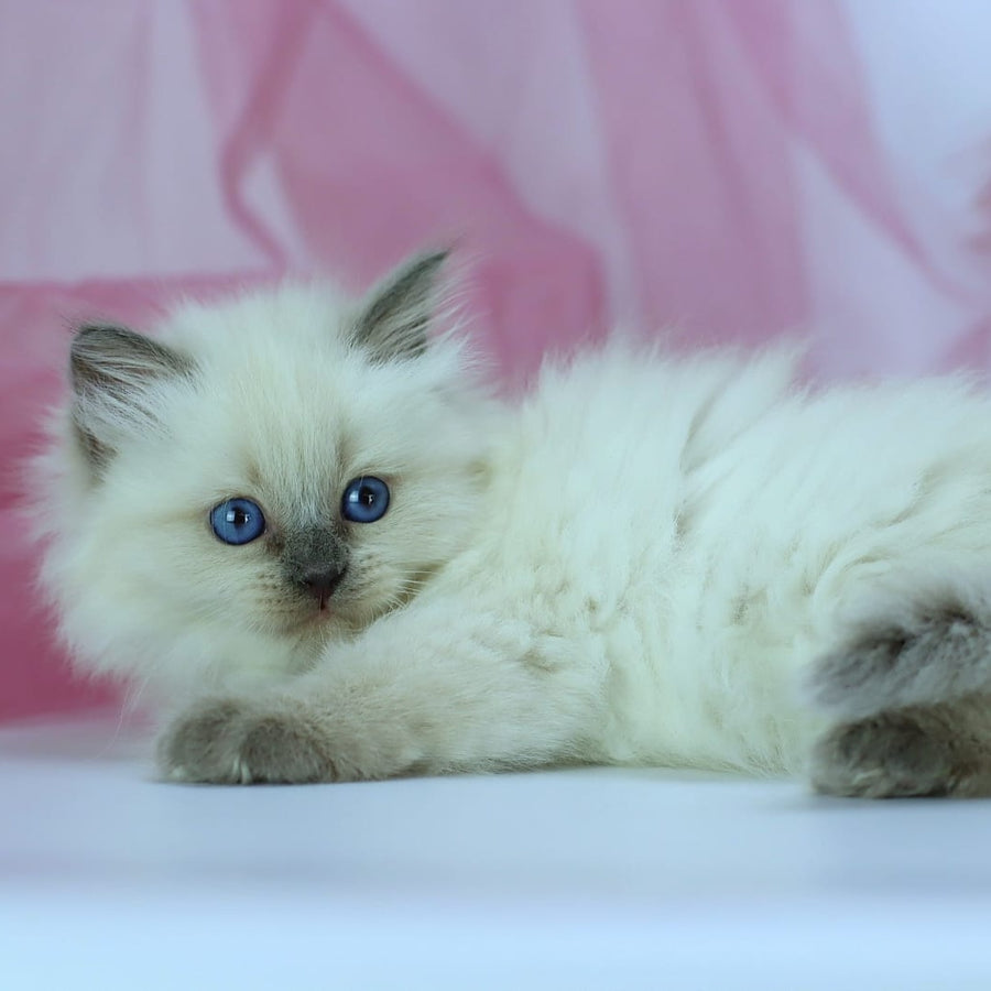 Hvoya Siberian female, blue pointed