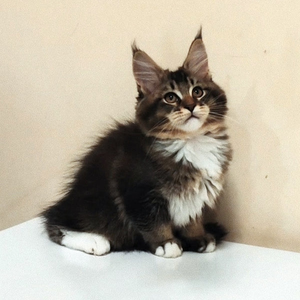 Hammer Maine Coon male, black ticked tabby with white