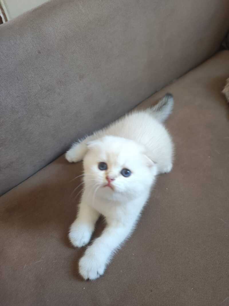 Dave Scottish Fold male, black golden ticked tabby pointed