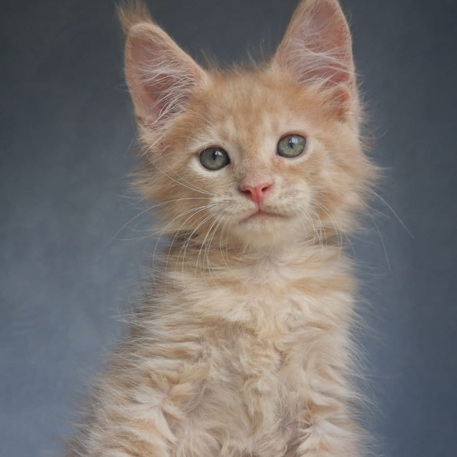 Paul Maine Coon male, cream