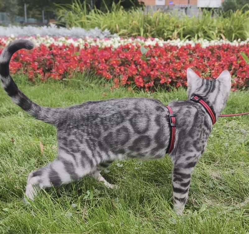 Loki Bengal male, blue silver spotted tabby