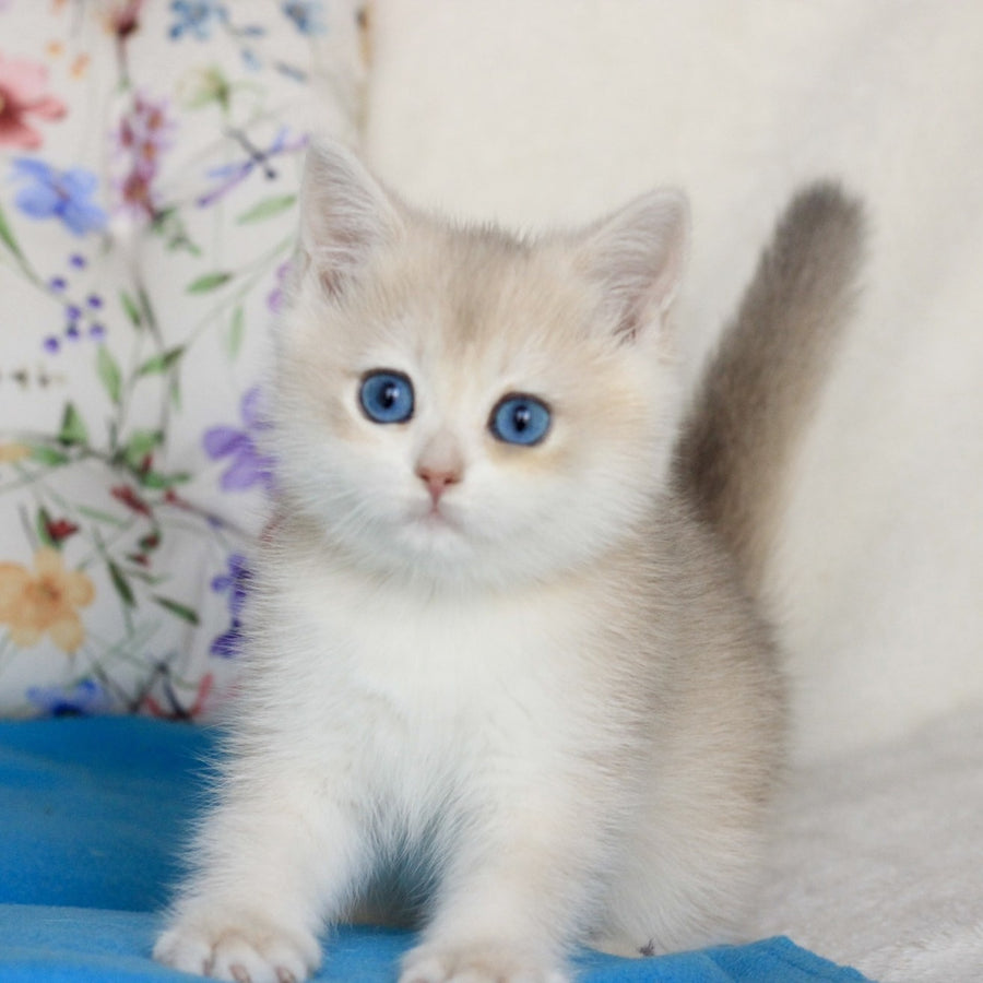Xena British Shorthair female, blue golden chinchilla