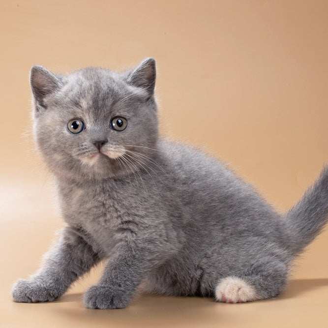Queenie British Shorthair male, blue tortie