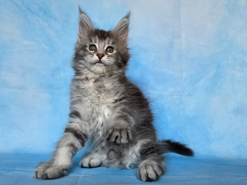 Quetzal Maine Coon female, black silver ticked tabby