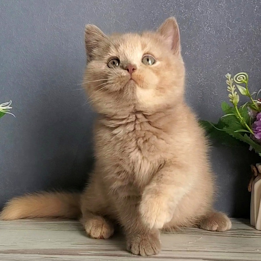 Daisy British Shorthair female, lilac tortie