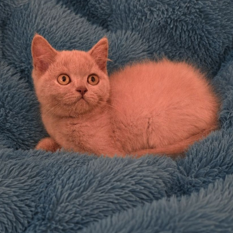 Like British Shorthair male, lilac