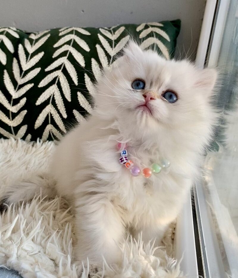Zefir British Longhair male black golden shaded pointed - live animals