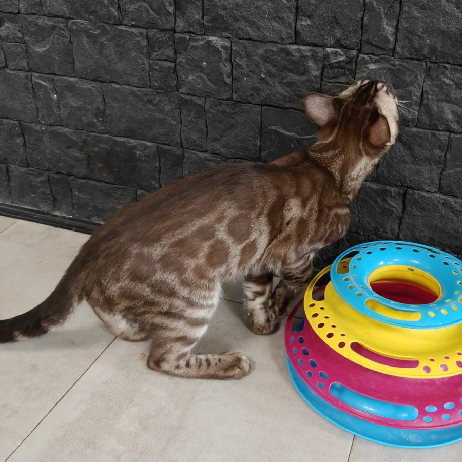 Jake Bengal male, black amber spotted tabby pointed