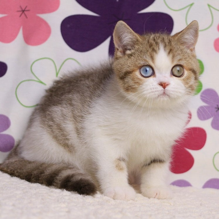 Cosmic British Shorthair male, chocolate spotted tabby bicolour