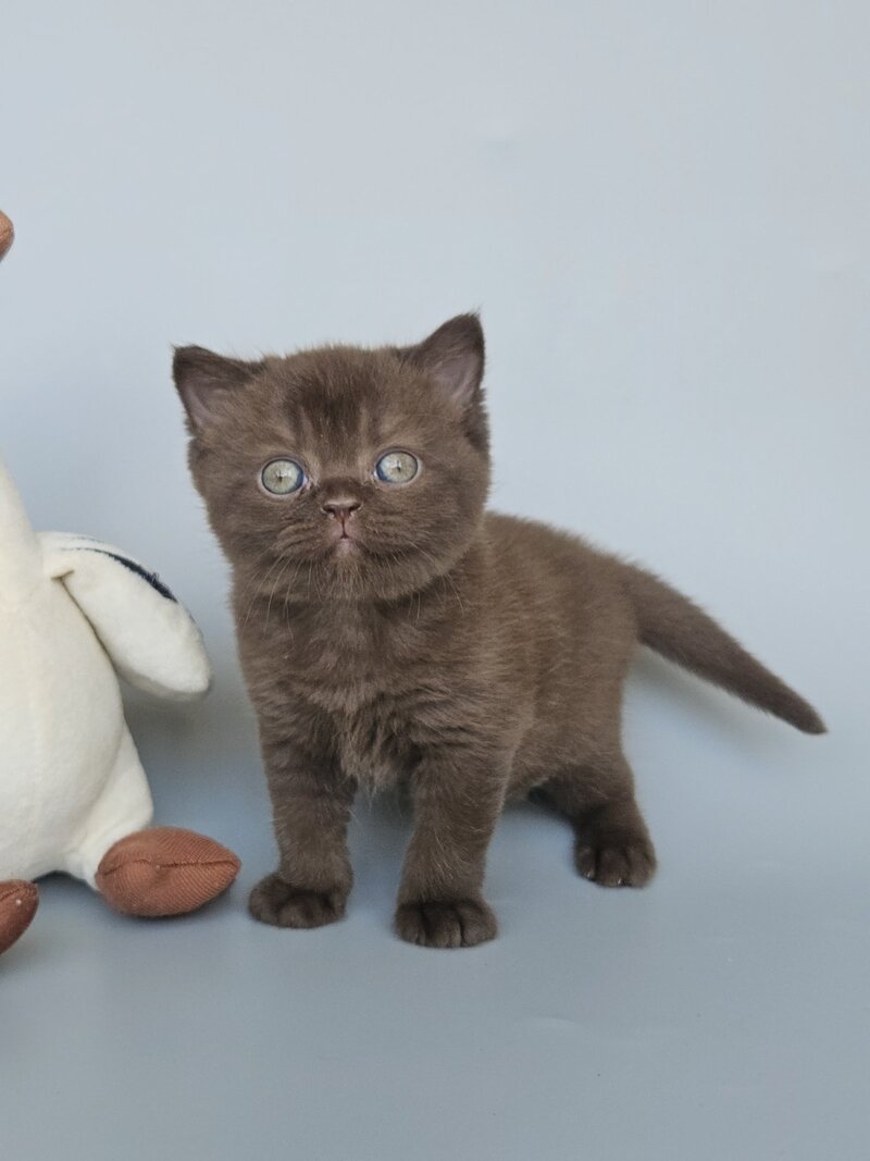 Ash British Shorthair female, chocolate