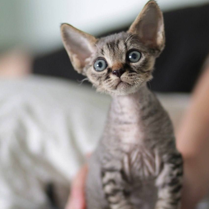Michael Devon Rex male, black spotted tabby