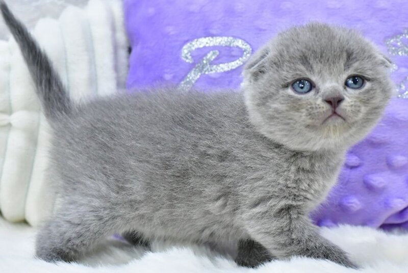 Garfild Scottish Fold male, blue