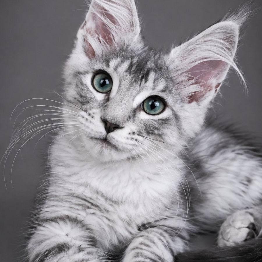 Lily Maine Coon female, black silver tabby