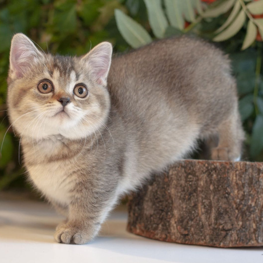 Lolita Munchkin female, black ticked tabby