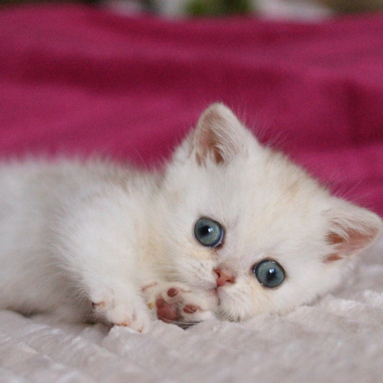Zucchi Munchkin male, blue silver tabby