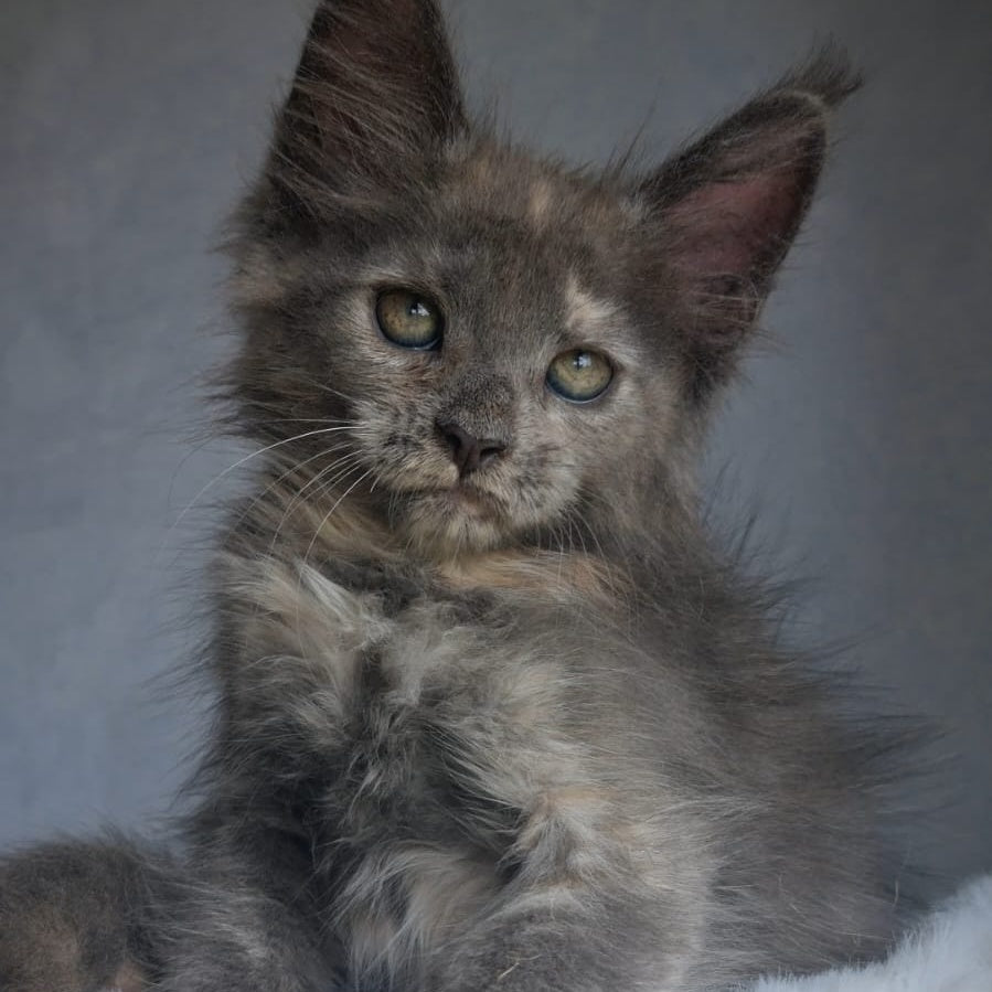 Penelope Maine Coon female, blue tortie