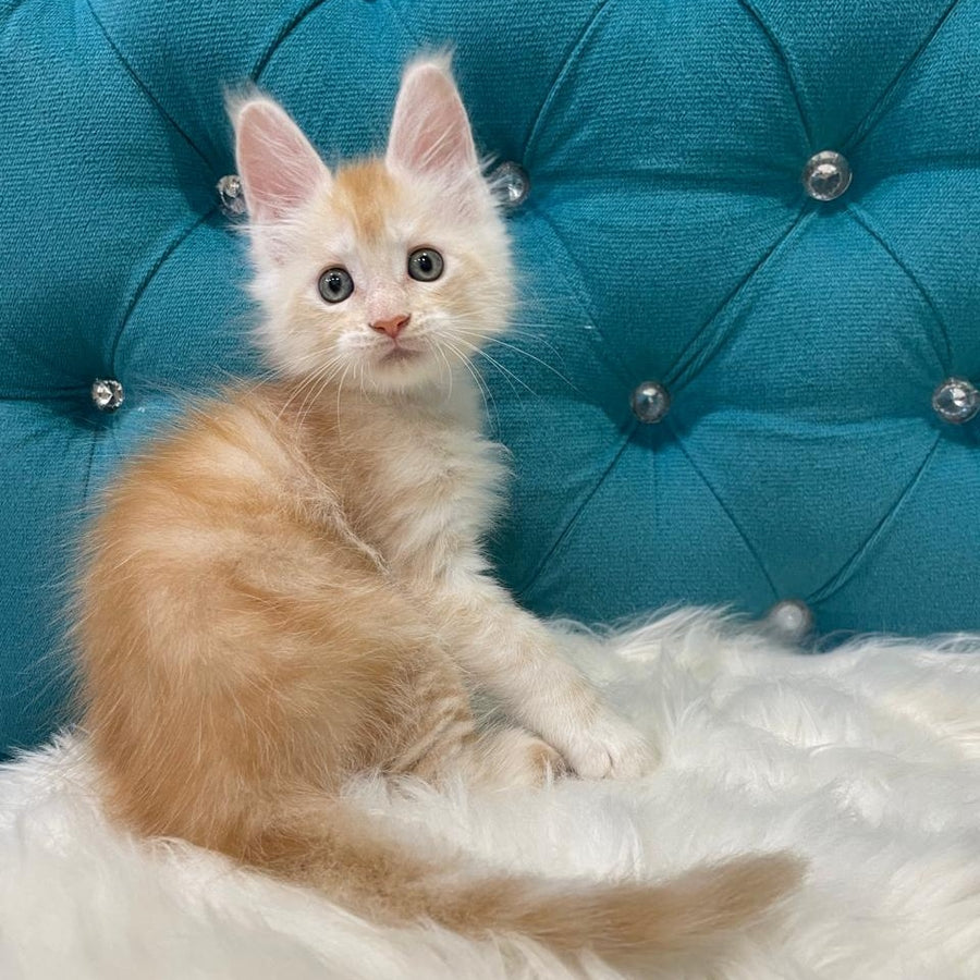 Timofey Maine Coon male, red silver
