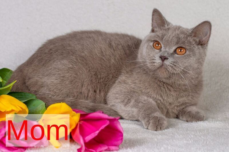 Selena British Shorthair female lilac - live animals