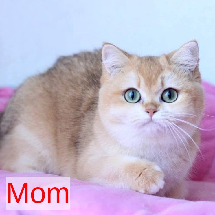 Zherom British Shorthair male, black golden chinchilla