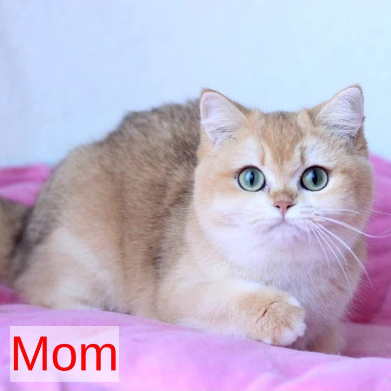 Zhalli British Shorthair female, black golden chinchilla