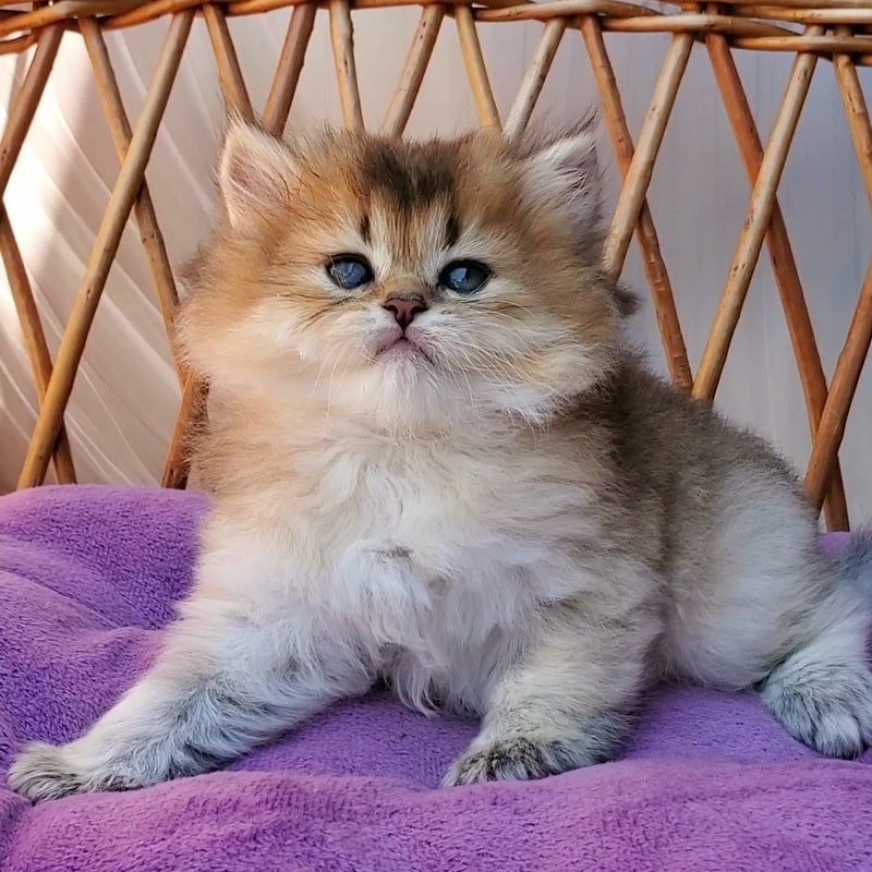 Zeus British Longhair male black golden ticked tabby - live animals