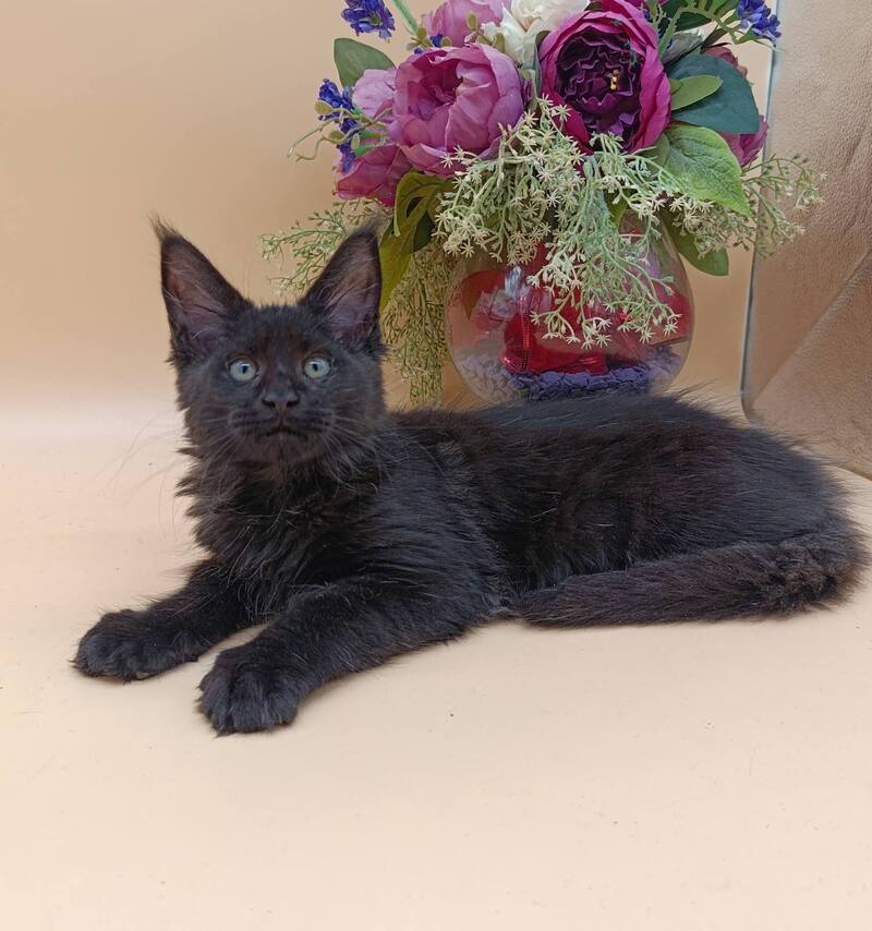 Iris Maine Coon female black silver - live animals