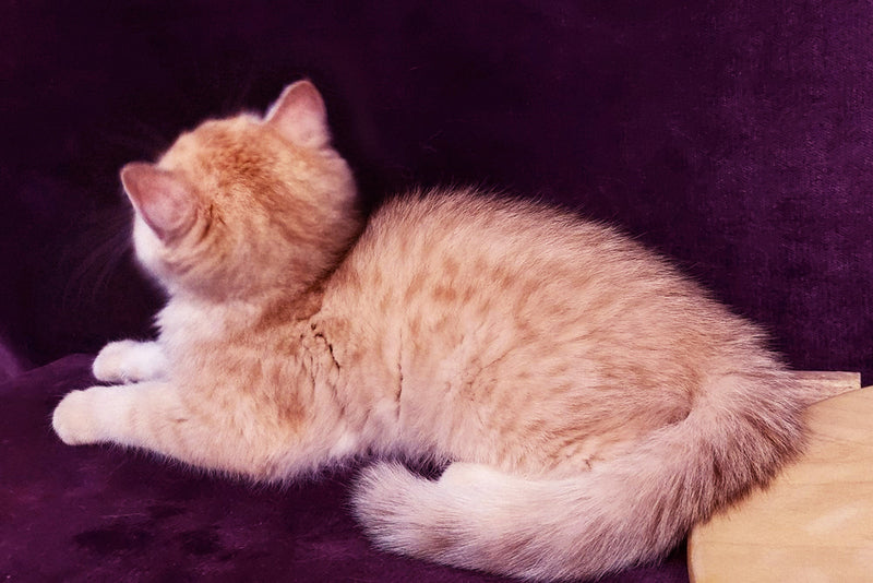 Kevin British Shorthair male, black golden spotted tabby