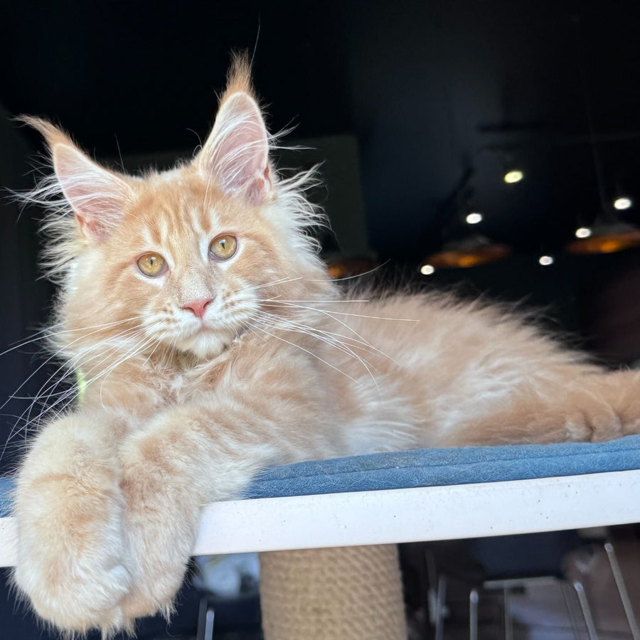 Winston Noir Maine Coon male, cream tabby
