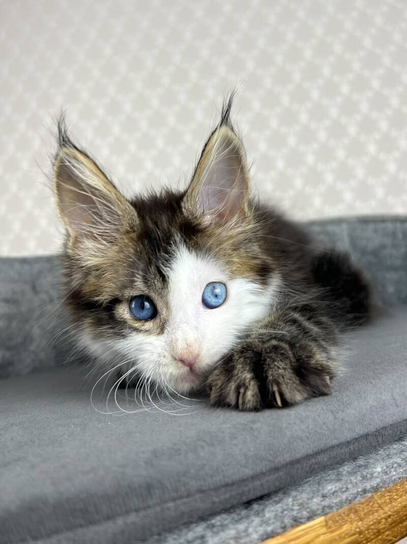 Penelope Maine Coon female, black tabby with white