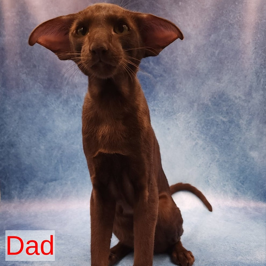 Rafaella Oriental Shorthair female, chocolate