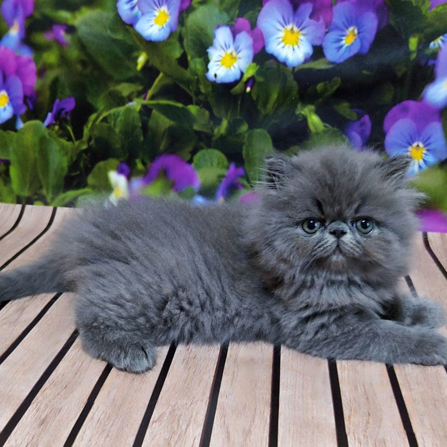 Sensey Persian male, blue